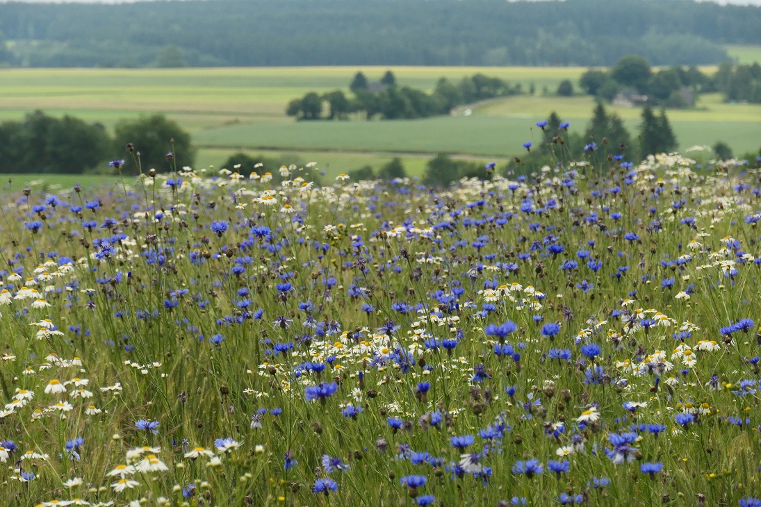 Blühende Landschaft