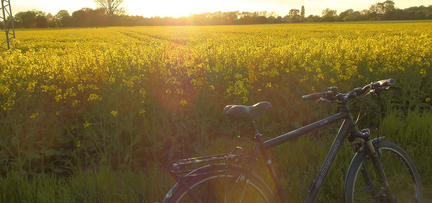 Ein Rapsfeld in der Abendstimmung